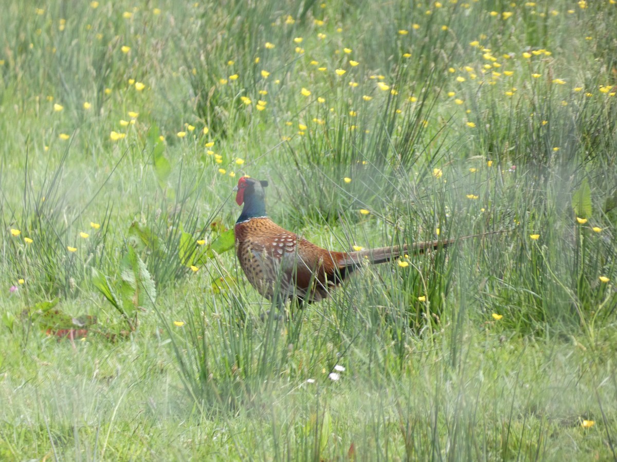 Ring-necked Pheasant - ML619436355