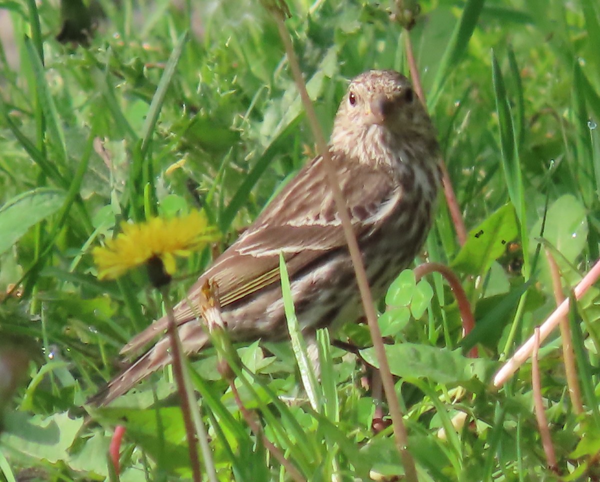 Pine Siskin - Maryangela Buskey