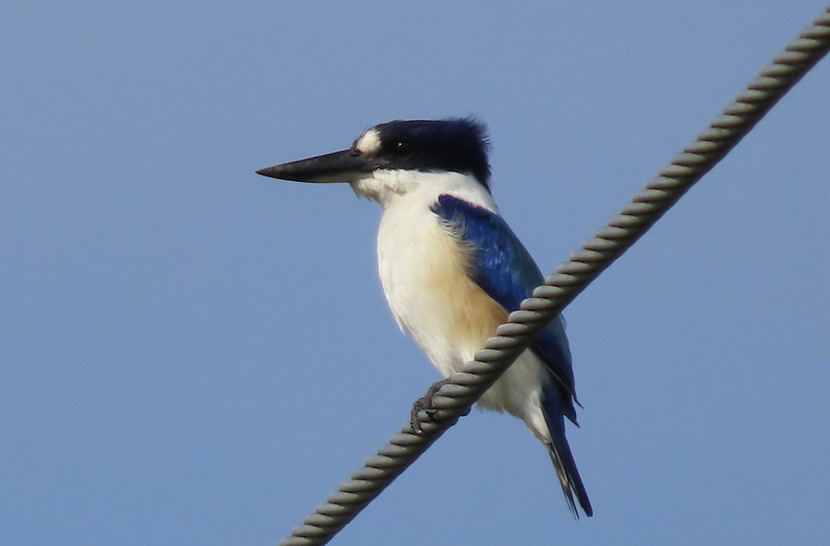 Forest Kingfisher - Sue Beatty