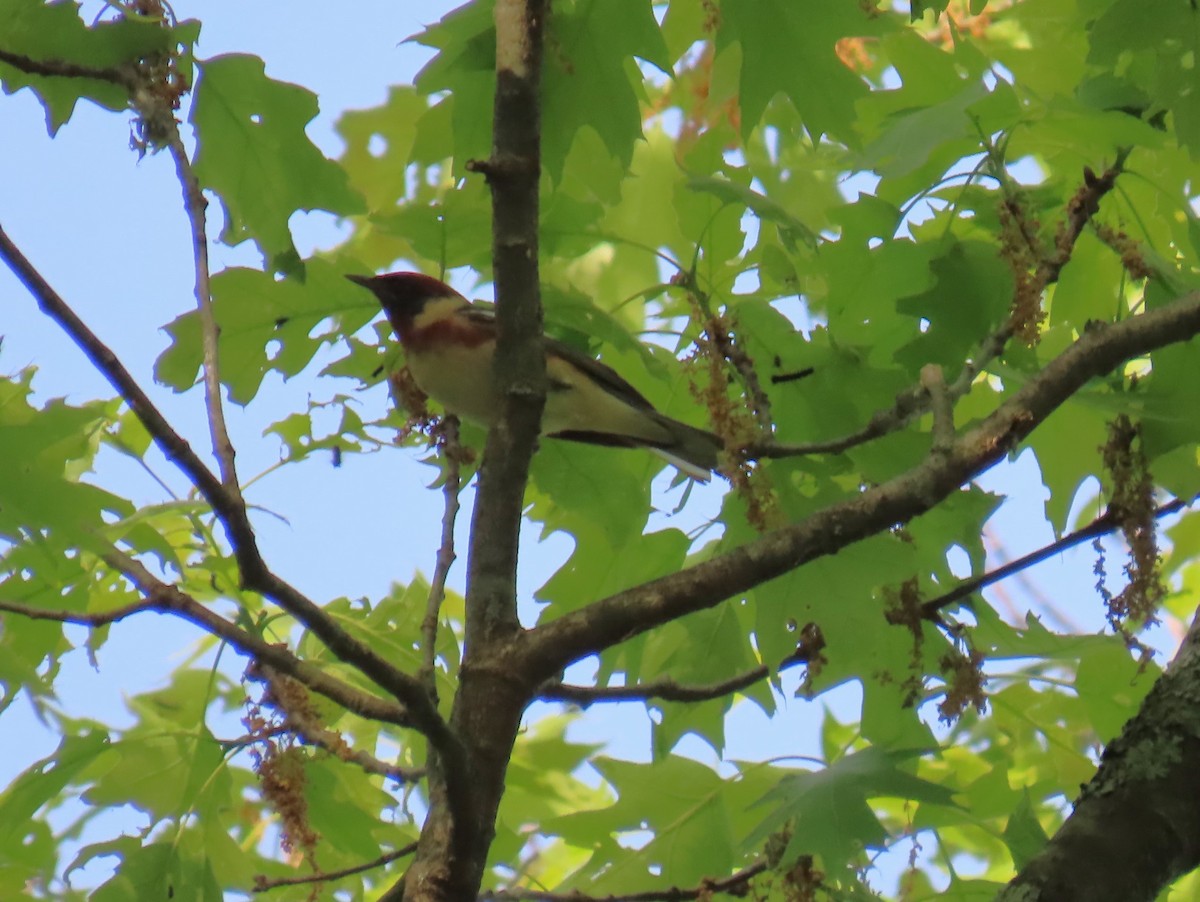 Bay-breasted Warbler - Maryangela Buskey