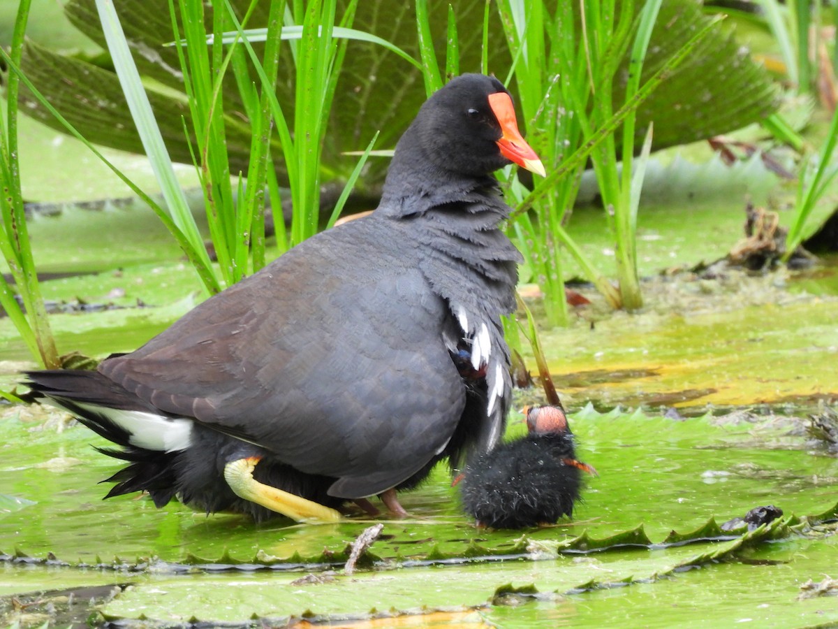 Common Gallinule - Leandro Niebles Puello