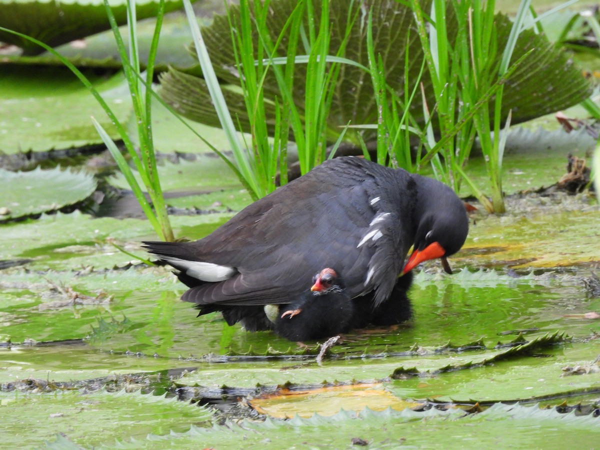 Common Gallinule - Leandro Niebles Puello