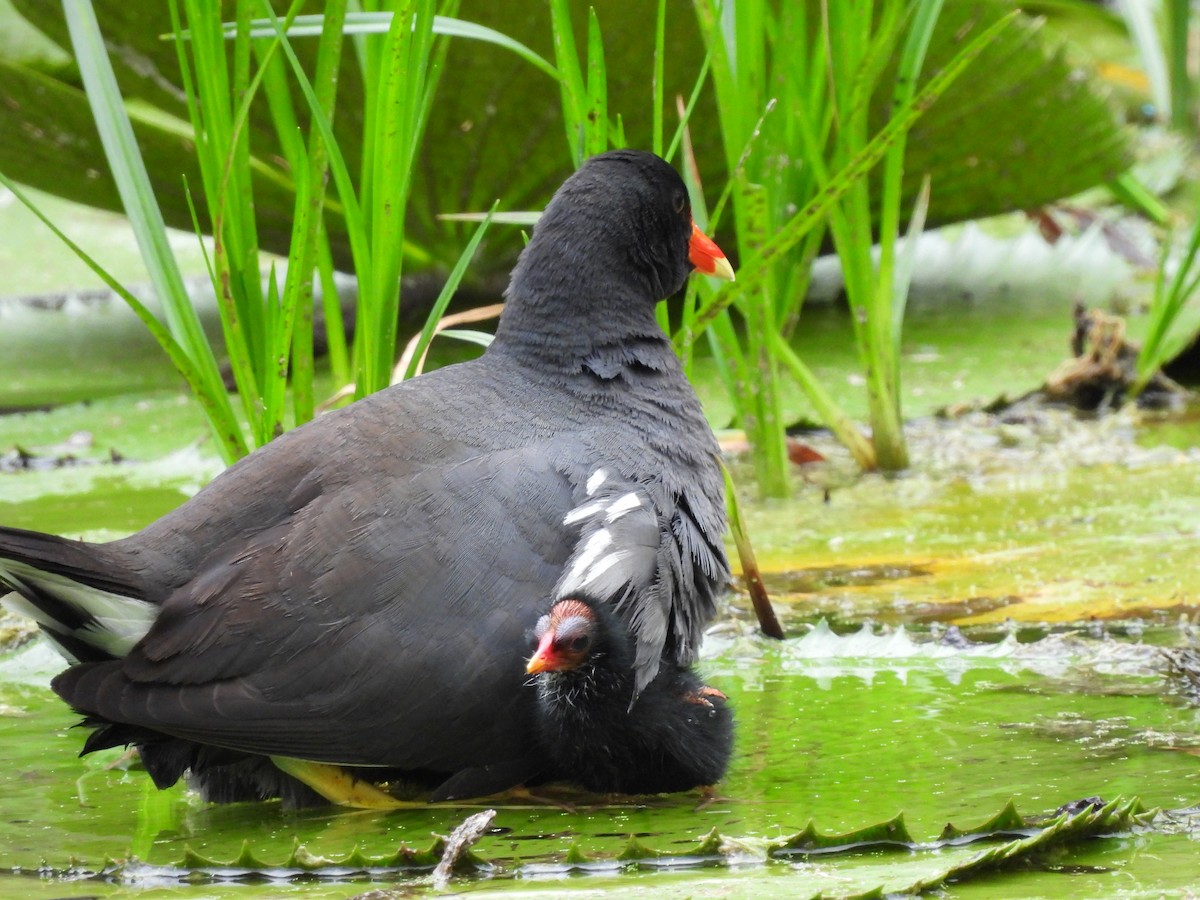 Common Gallinule - Leandro Niebles Puello