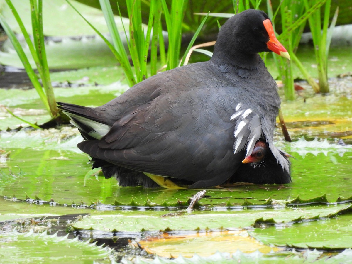 Common Gallinule - Leandro Niebles Puello