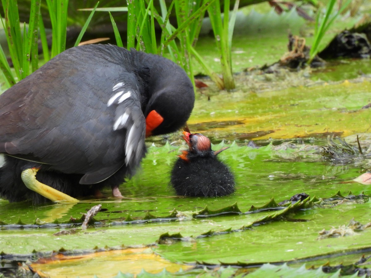 Common Gallinule - Leandro Niebles Puello