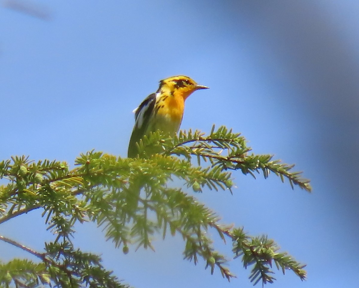 Blackburnian Warbler - Maryangela Buskey