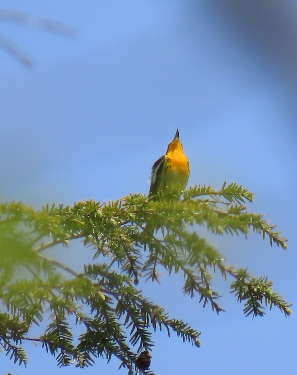 Blackburnian Warbler - Maryangela Buskey