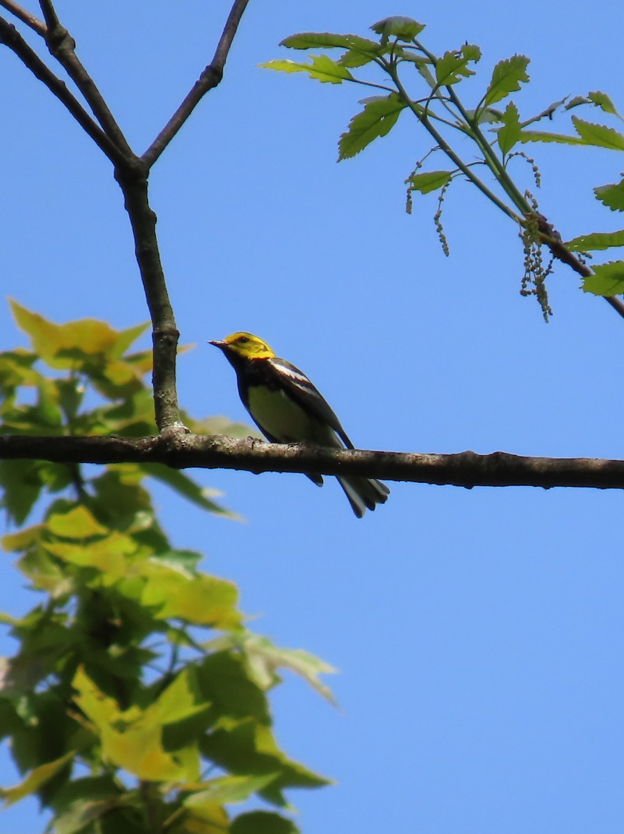 Black-throated Green Warbler - Maryangela Buskey