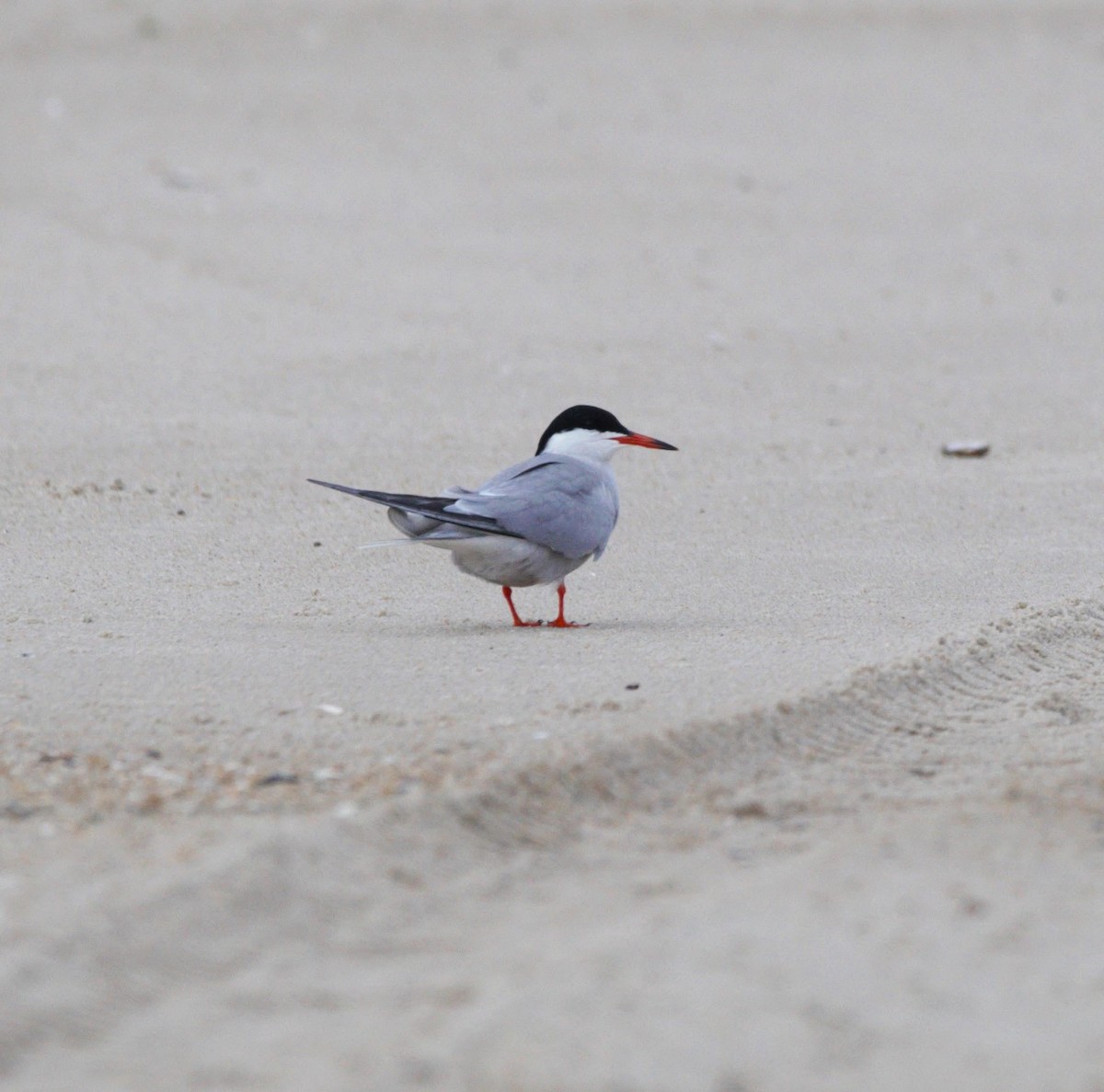 Common Tern - kye jenkins