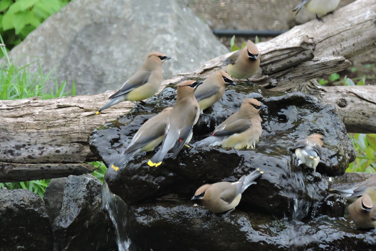 Cedar Waxwing - Tim Griffith