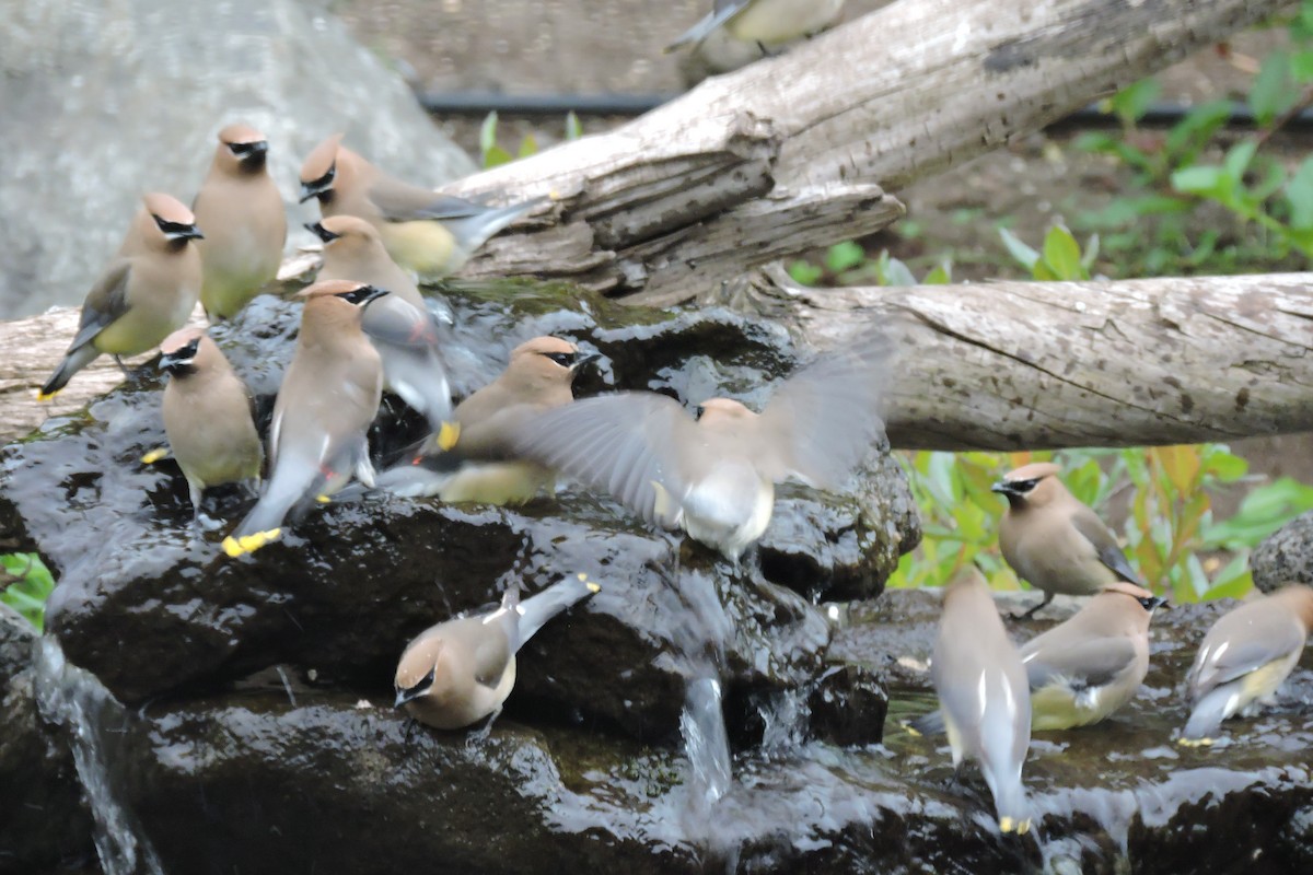 Cedar Waxwing - Tim Griffith