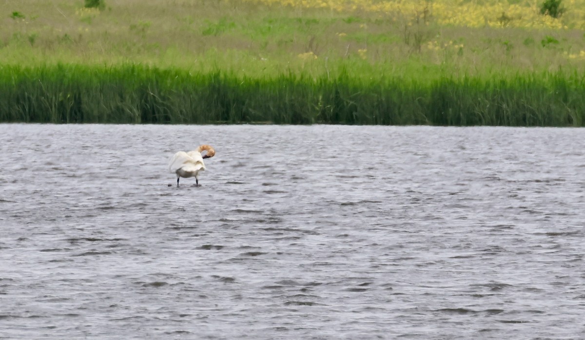 Trumpeter Swan - Jennifer Johnson