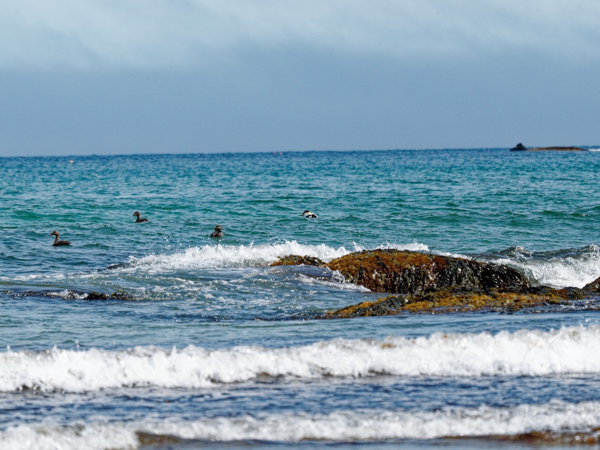 Common Eider - ML619436444