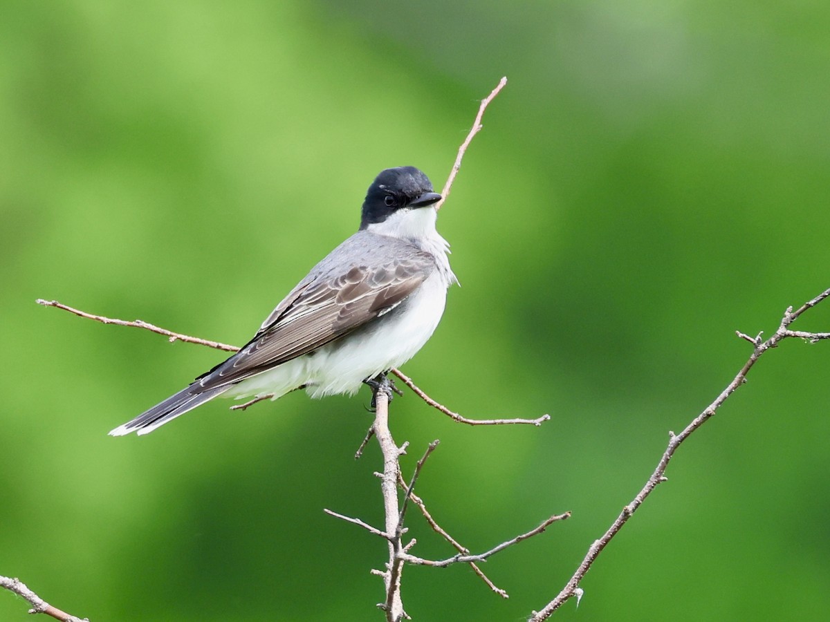 Eastern Kingbird - Jennifer Johnson