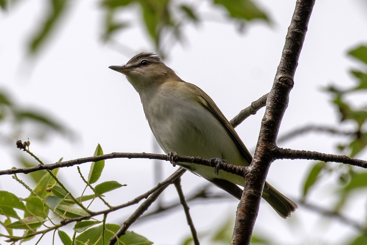 Red-eyed Vireo - Donna Wadsley