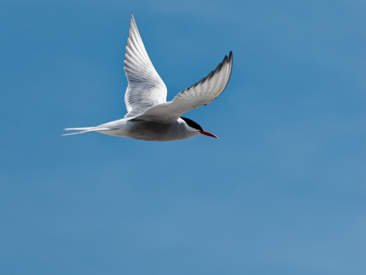 Arctic Tern - Carman Hankinson