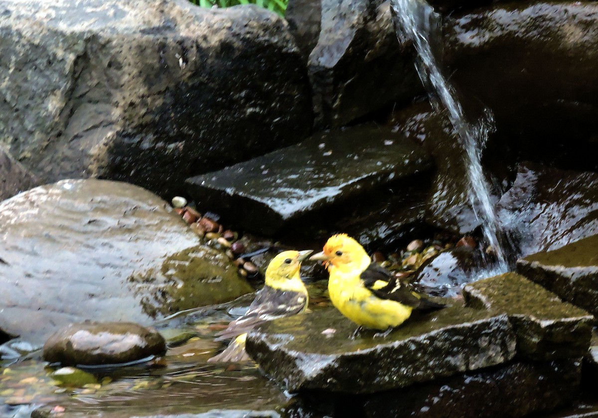 Western Tanager - Tim Griffith