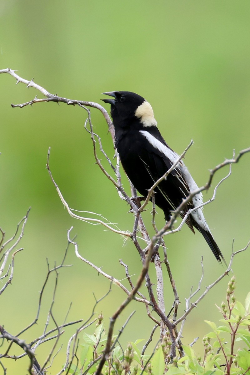 Bobolink - Jennifer Johnson