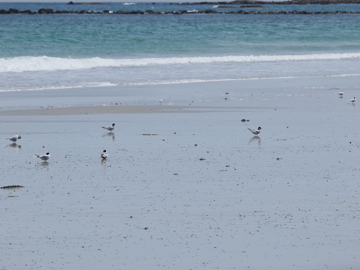 Arctic Tern - ML619436491