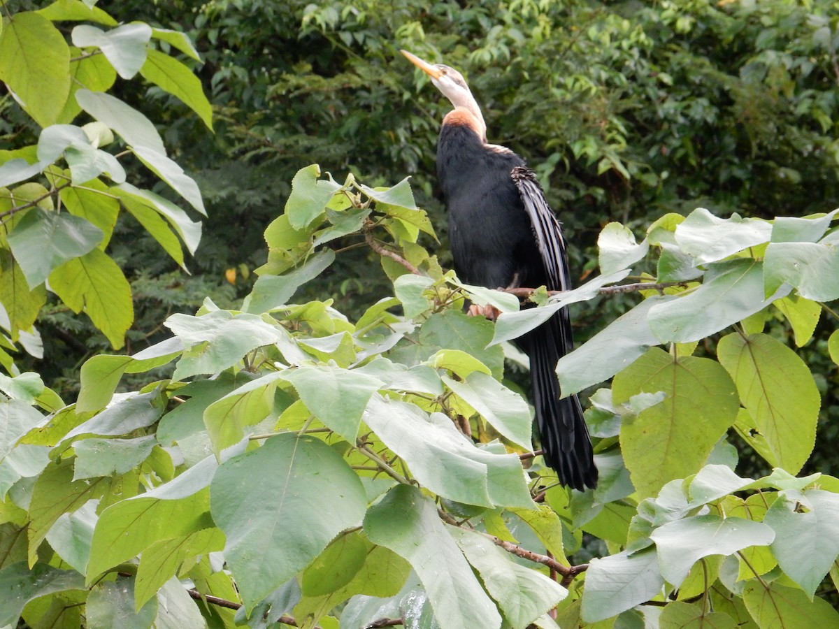 Long-tailed Cormorant - Katie Dustman