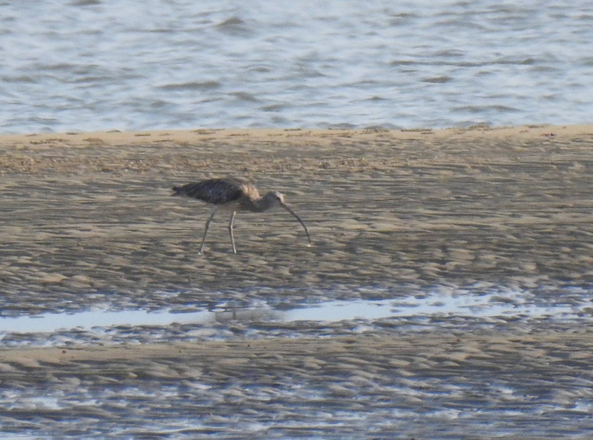 Eurasian Curlew - ML619436513