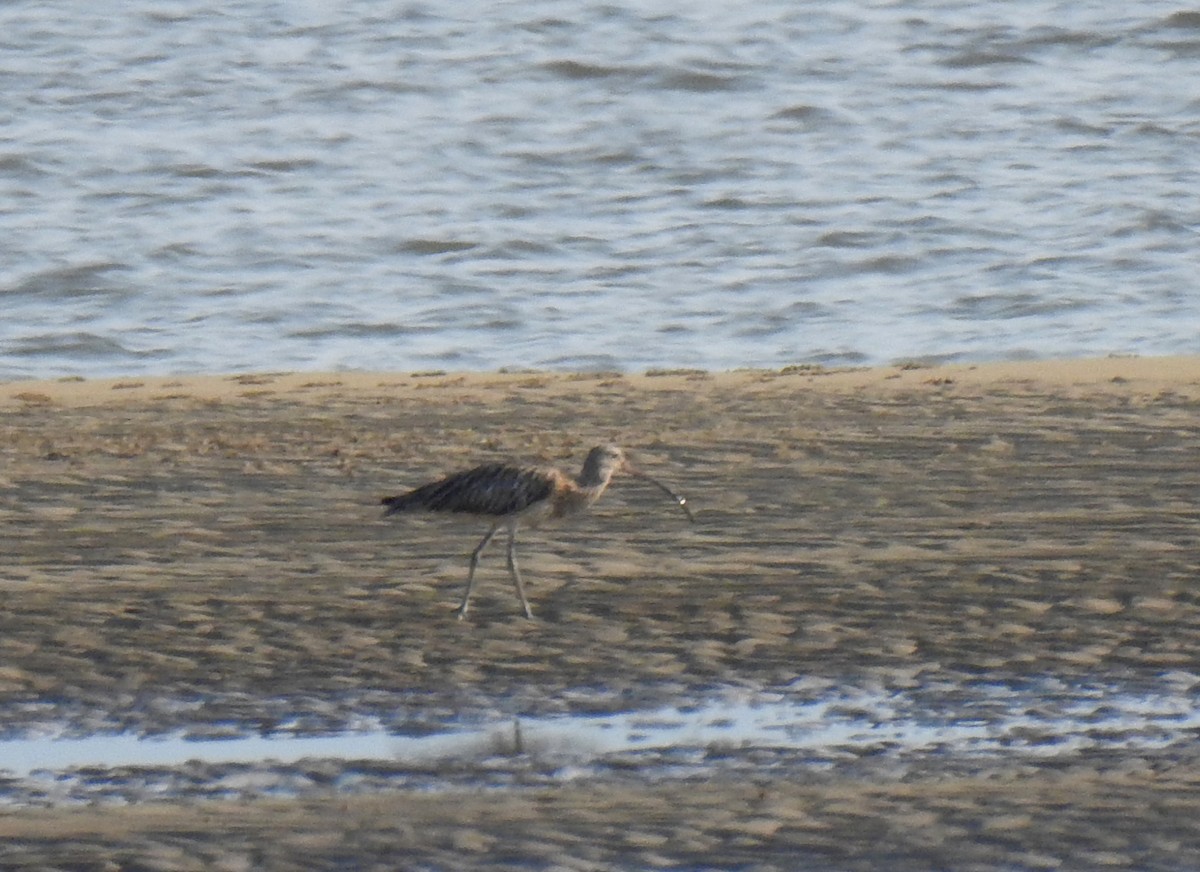 Eurasian Curlew - ML619436514