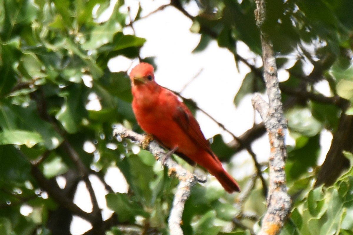 Summer Tanager - Carmen Ricer