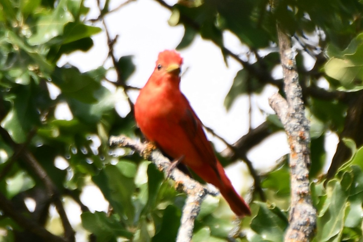 Summer Tanager - Carmen Ricer