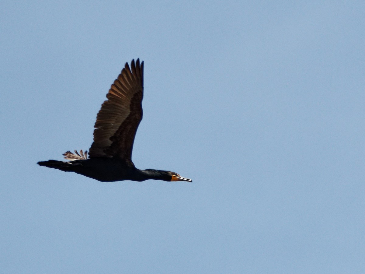 Double-crested Cormorant - Carman Hankinson