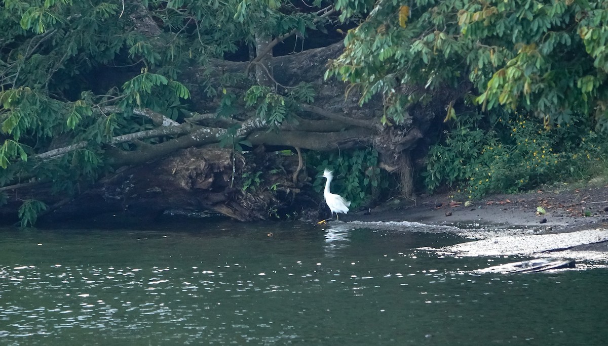 Snowy Egret - Laura Voight