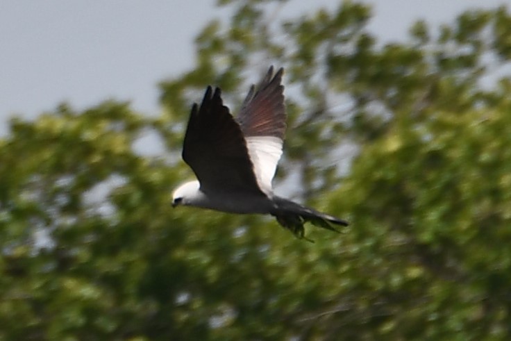 Mississippi Kite - Carmen Ricer