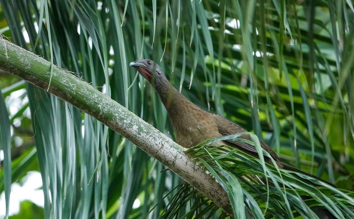 Plain Chachalaca - Laura Voight