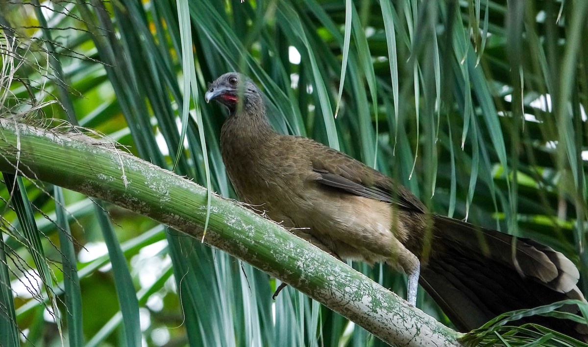 Plain Chachalaca - Laura Voight