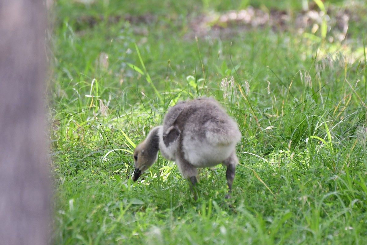 Canada Goose - ML619436552