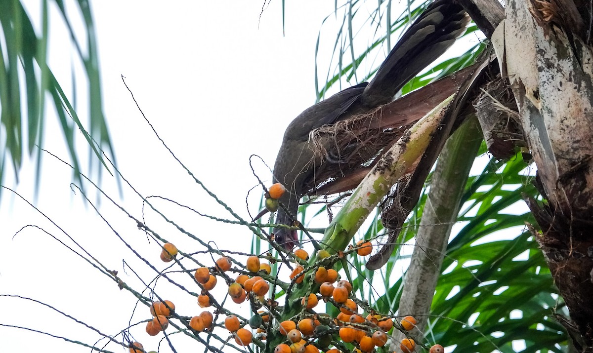 Plain Chachalaca - Laura Voight