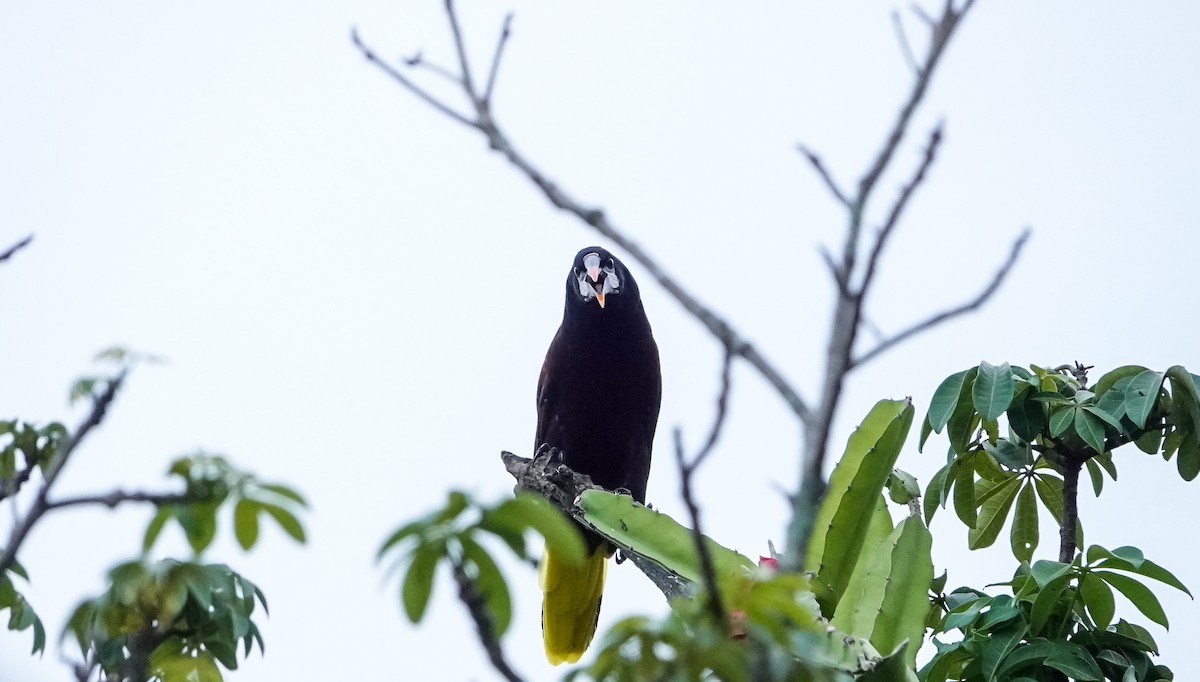 Montezuma Oropendola - Laura Voight