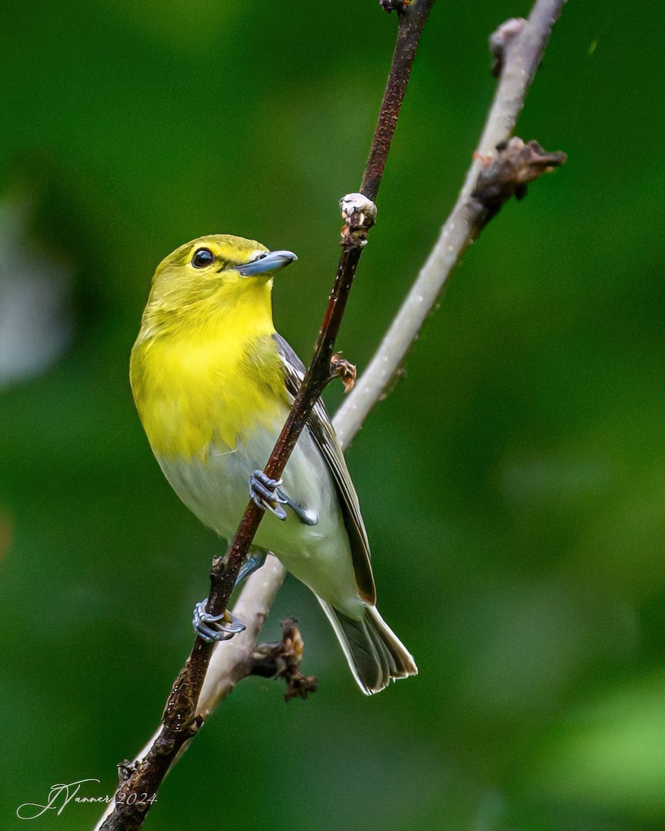 Yellow-throated Vireo - Julia Tanner