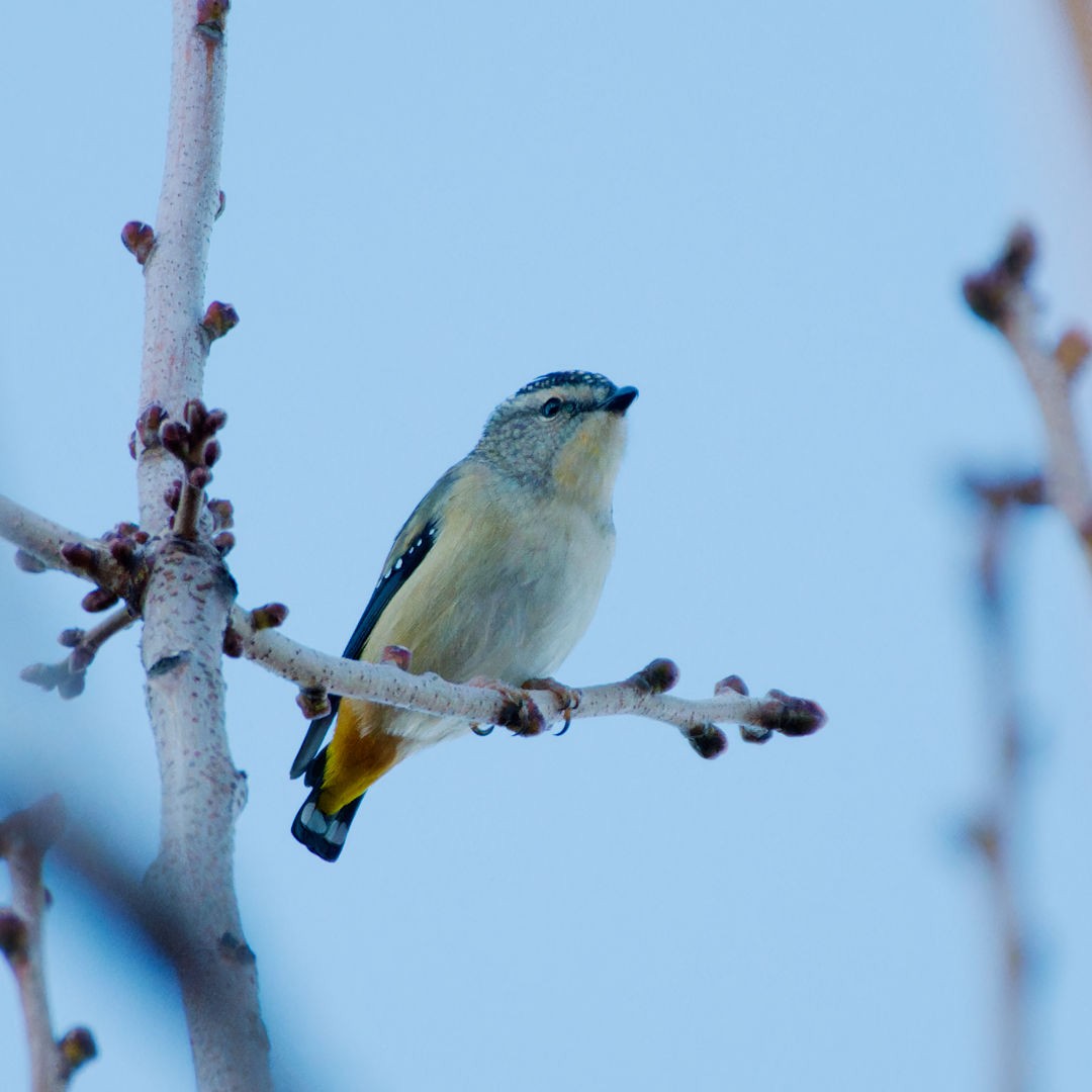 Spotted Pardalote (Spotted) - Rob Geraghty
