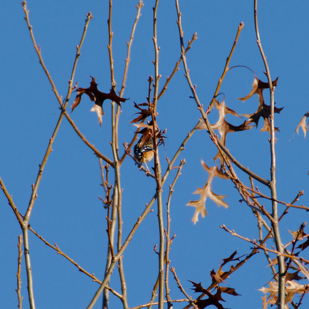 Spotted Pardalote (Spotted) - ML619436582