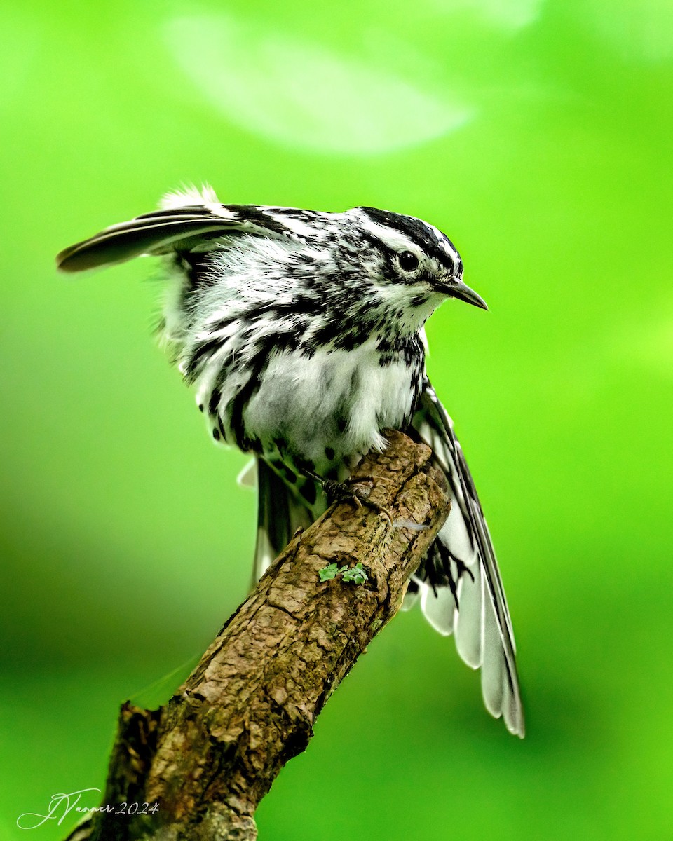 Black-and-white Warbler - Julia Tanner