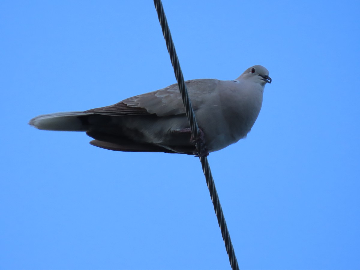 Eurasian Collared-Dove - Laurie Witkin