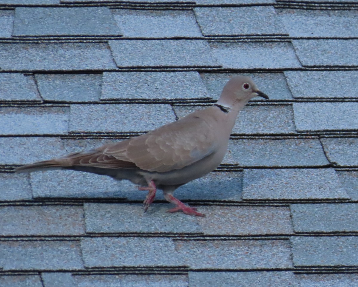 Eurasian Collared-Dove - Laurie Witkin