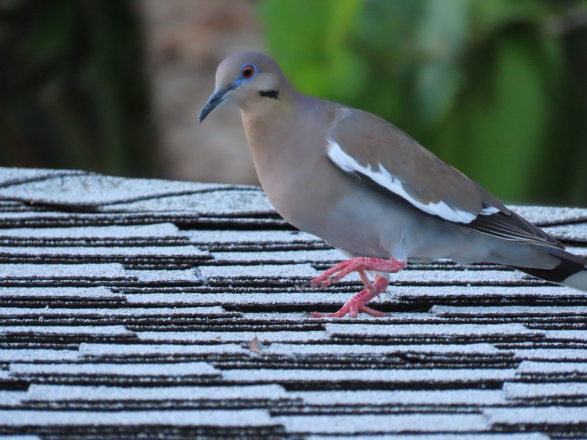 White-winged Dove - Laurie Witkin