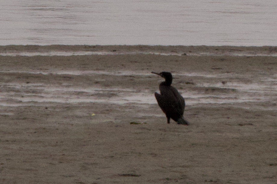 Cape Cormorant - John Bruin