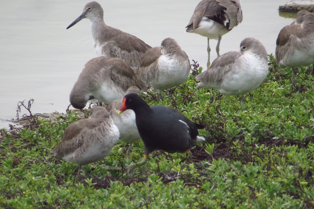 Common Gallinule - Gary Prescott