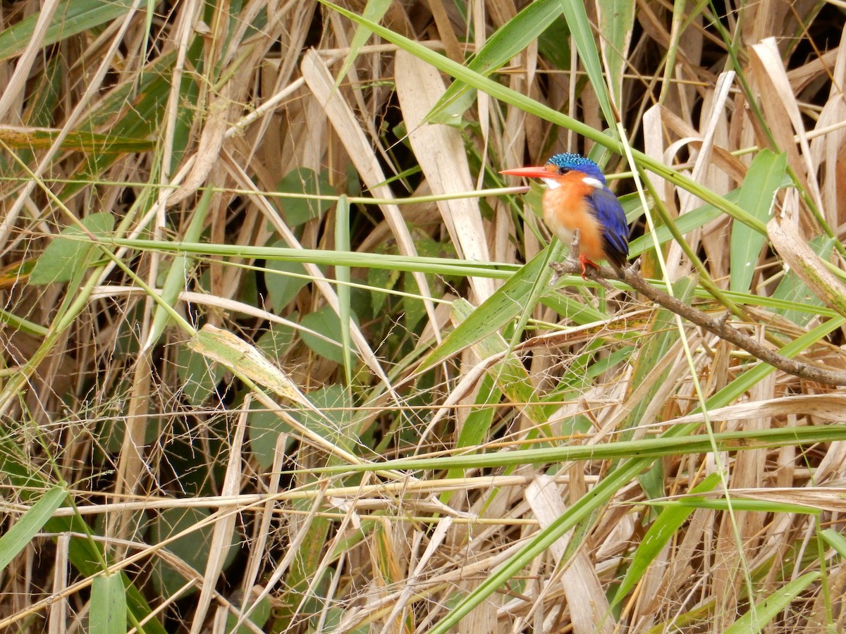 Malachite Kingfisher - ML619436602