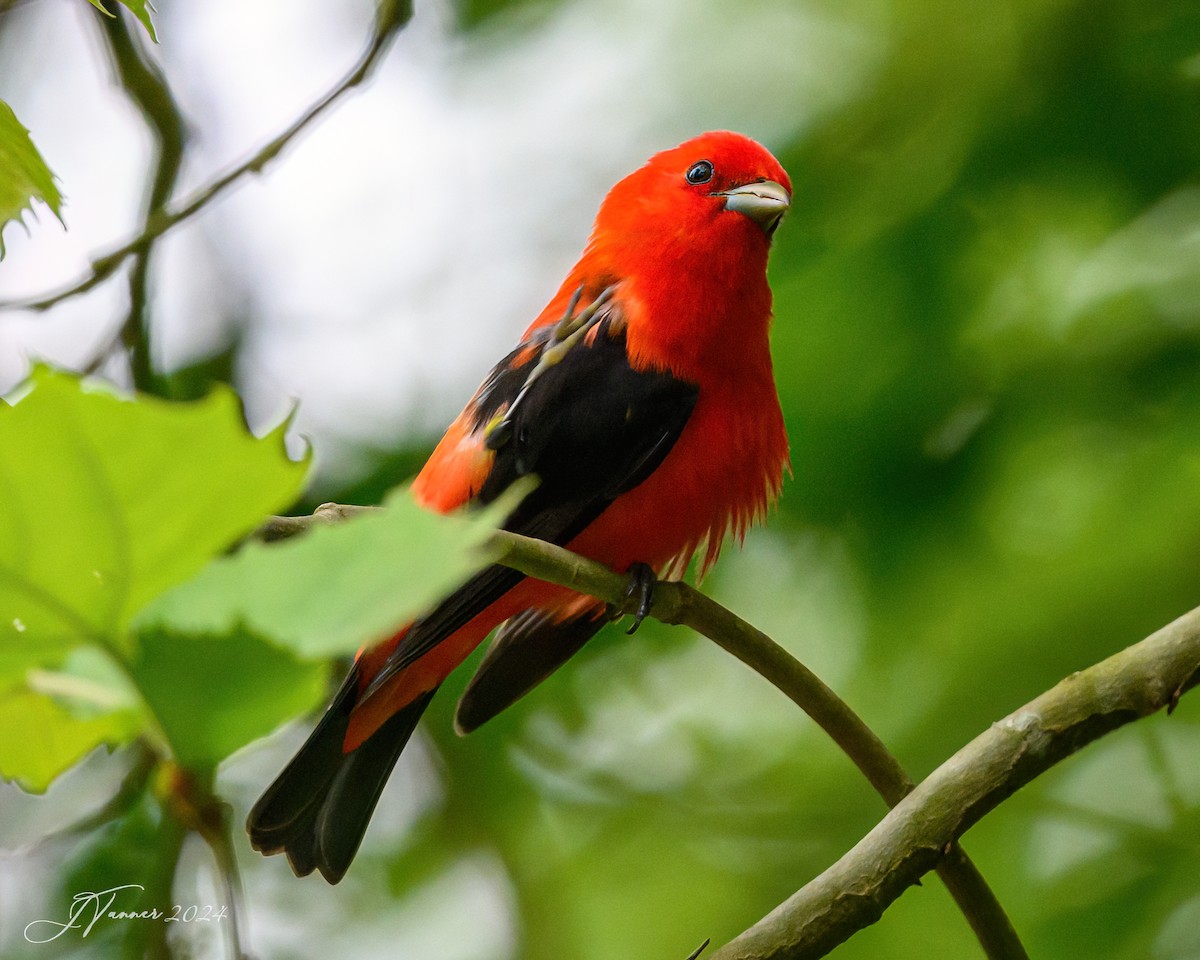 Scarlet Tanager - Julia Tanner