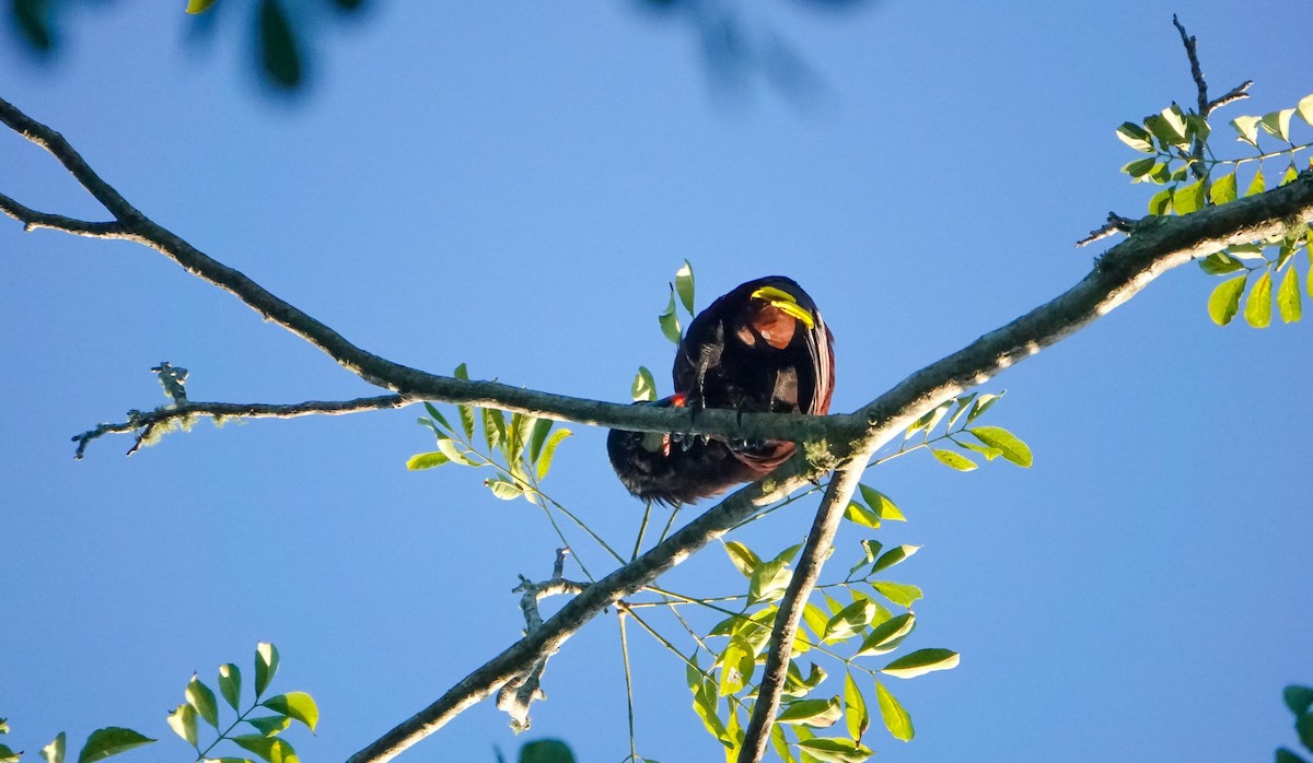 Montezuma Oropendola - Laura Voight