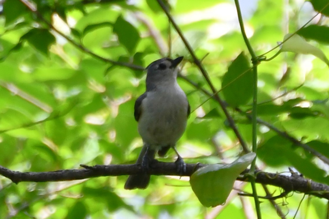 Tufted Titmouse - Carmen Ricer