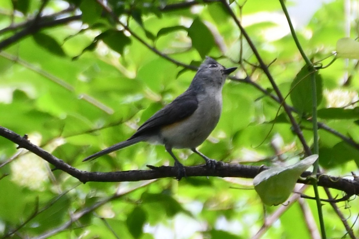 Tufted Titmouse - Carmen Ricer